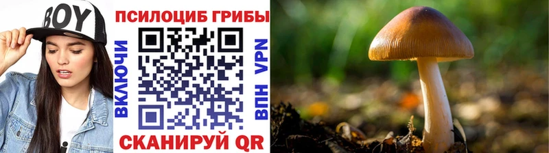 Галлюциногенные грибы Psilocybe  ОМГ ОМГ зеркало  Кашира  купить закладку 